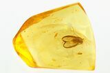 Detailed Fossil Barklouse (Psocoptera) In Baltic Amber #273306-1